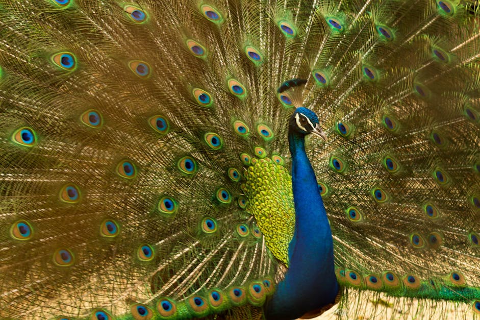 How to make a peacock tail