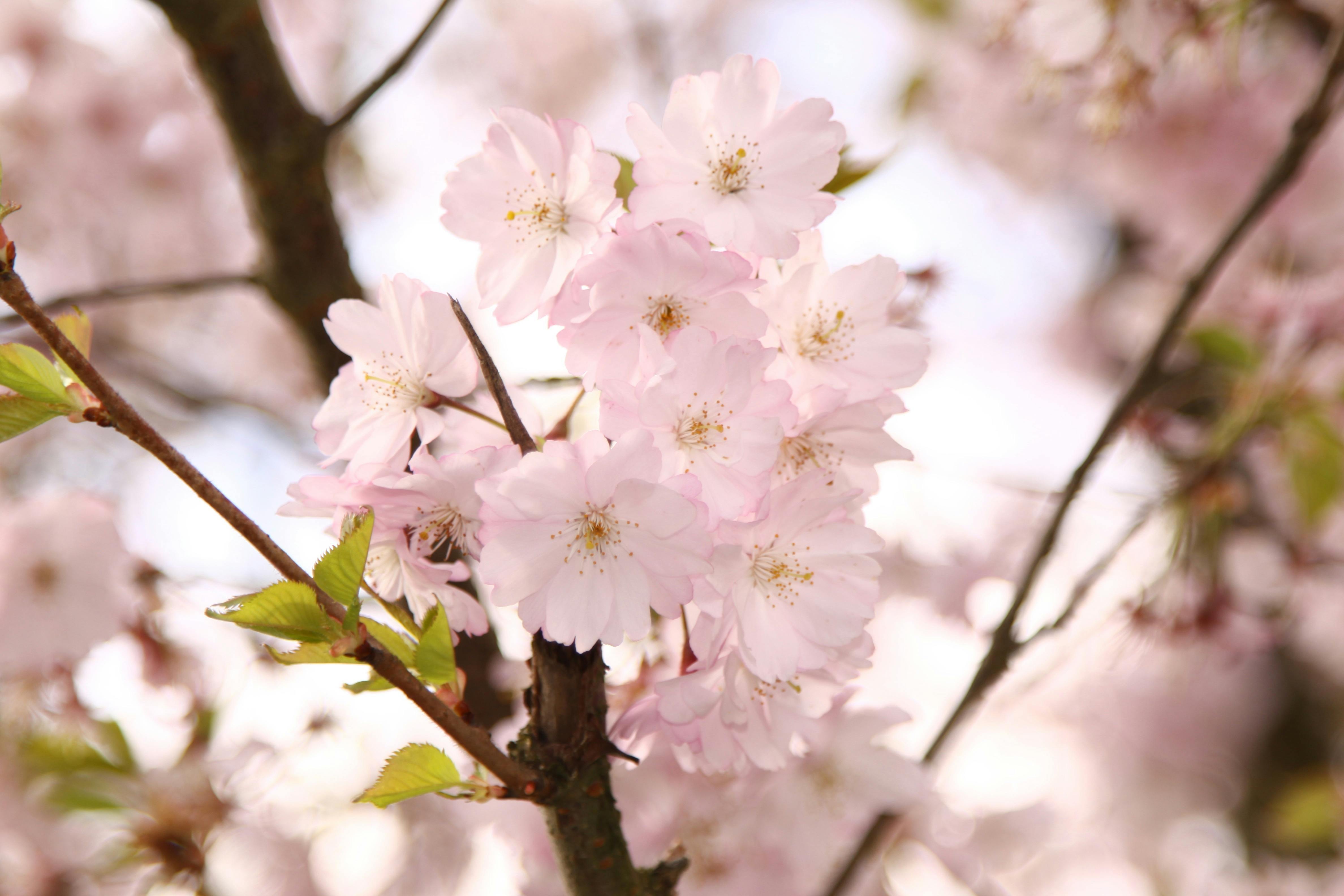 Cherry Blossom Tree Free Stock Photo delightful-cherry-tree