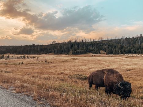 Large brown Plains bison grazing on dry grassy meadow near green coniferous forest in against cloudy sunset sky
