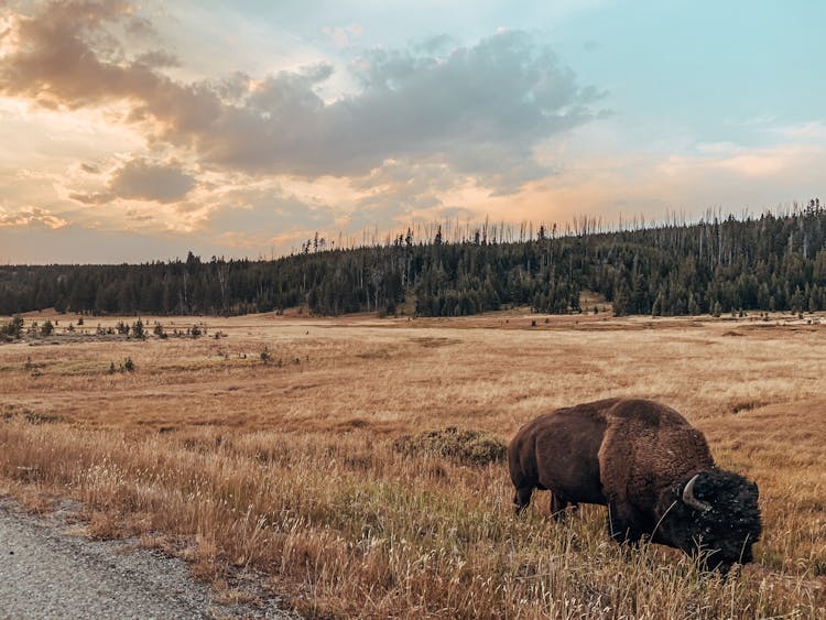 Wild Buffalo Pasturing On Dry Field At Sundown