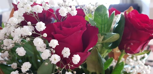 Imagine de stoc gratuită din flori, Trandafir roșu, trandafiri frumoși