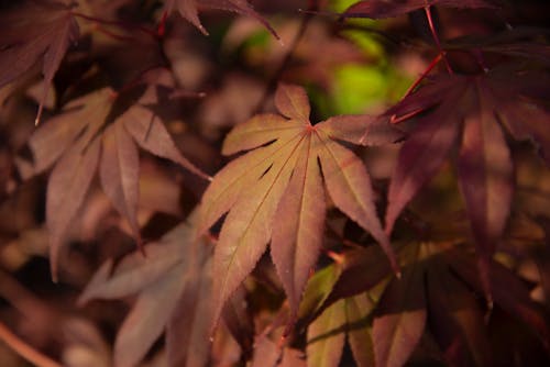 Free stock photo of autumn leaves, japanese maple
