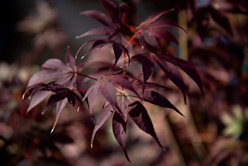 日本楓樹, 秋葉 的 免費圖庫相片