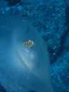 Brown and White Striped Fish