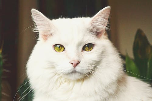 Ingyenes stockfotó állatfotók, fehér macska, házi kedvenc témában Stockfotó