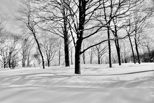 Fotos de stock gratuitas de al aire libre, árboles sin hojas, blanco y negro