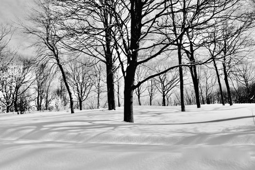 A serene winter landscape with leafless trees casting shadows on snow-covered ground in black and white.