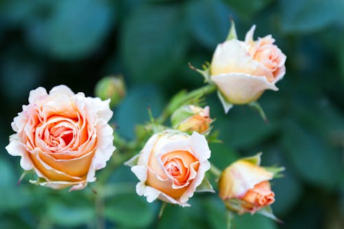 免费 白色和橙色的花朵的浅焦点照片 素材图片