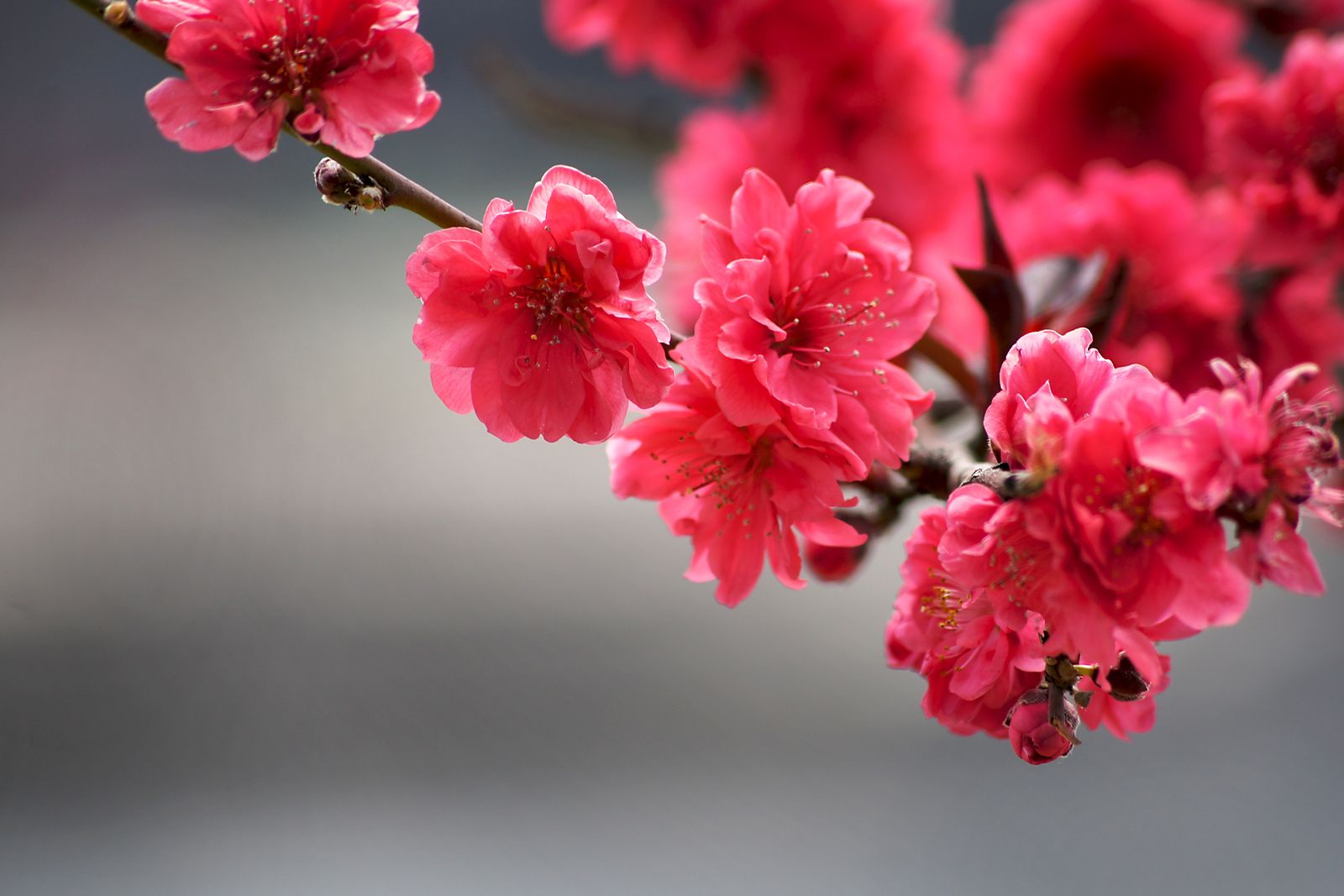 2,743,562+以上の無料梅の花画像