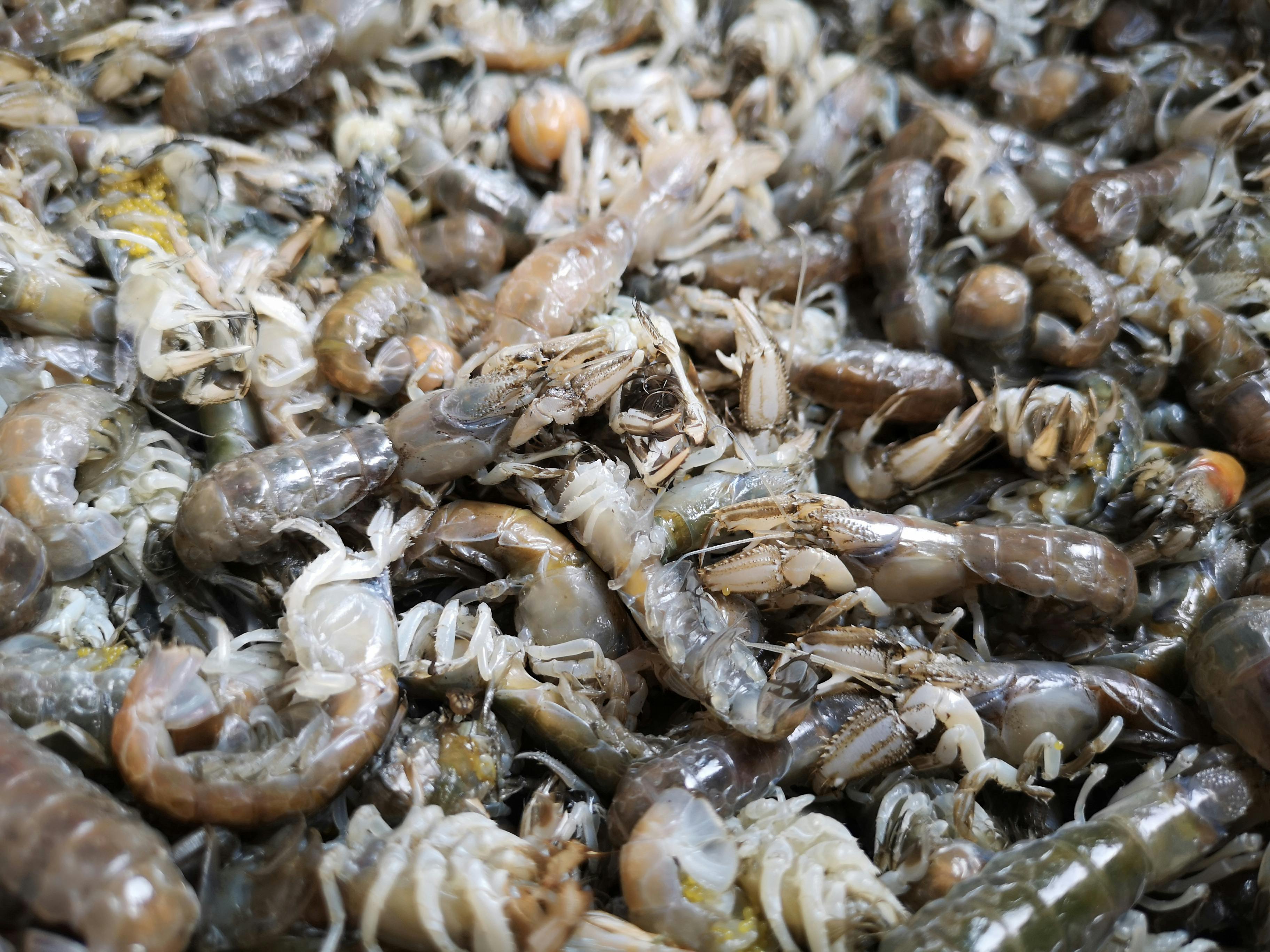 Close-up of fresh mantis shrimps at a seafood market in Taiwan, showcasing the texture and detail of these shellfish.