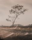 Sepia Toned Image of a Tree and Nets on a Field
