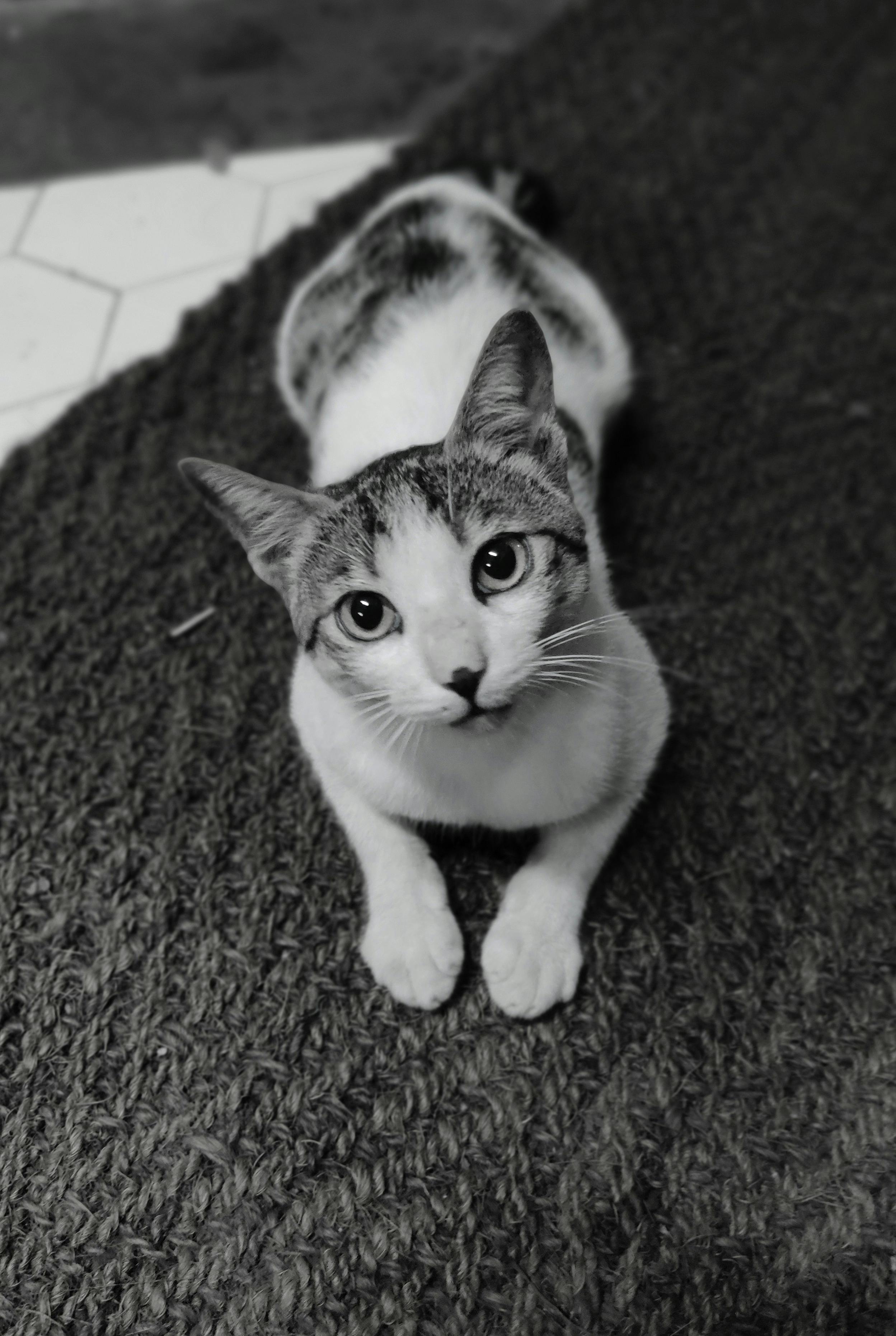 Black and White Photo of a Domestic Cat · Free Stock Photo