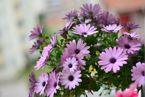 免费 紫色花瓣花 素材图片