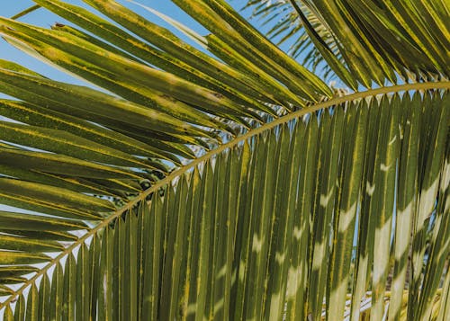 Kostnadsfri bild av blad, exotisk, flora