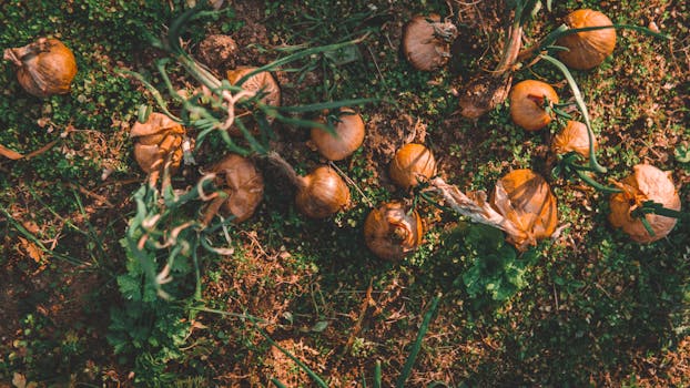 Top view of freshly harvested onions lying on agricultural land with green vegetation.