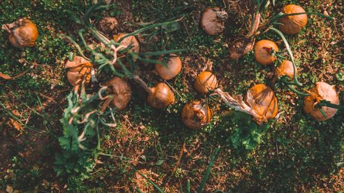 Free Top view of freshly harvested onions lying on agricultural land with green vegetation. Stock Photo