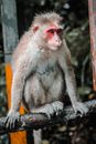 Brown Monkey on Brown Wooden Surface
