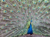 一只雄伟的孔雀在众目睽睽之下展开了它充满活力的羽毛