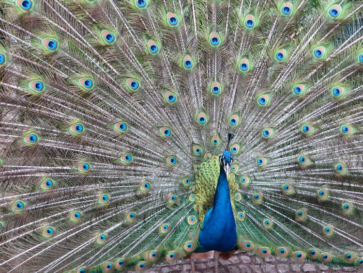 Colorful Peacock