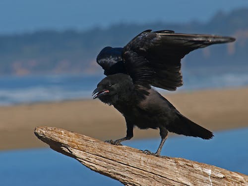 免费 黑乌鸦栖息在树上 素材图片
