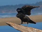 Black Crow Perching on Tree