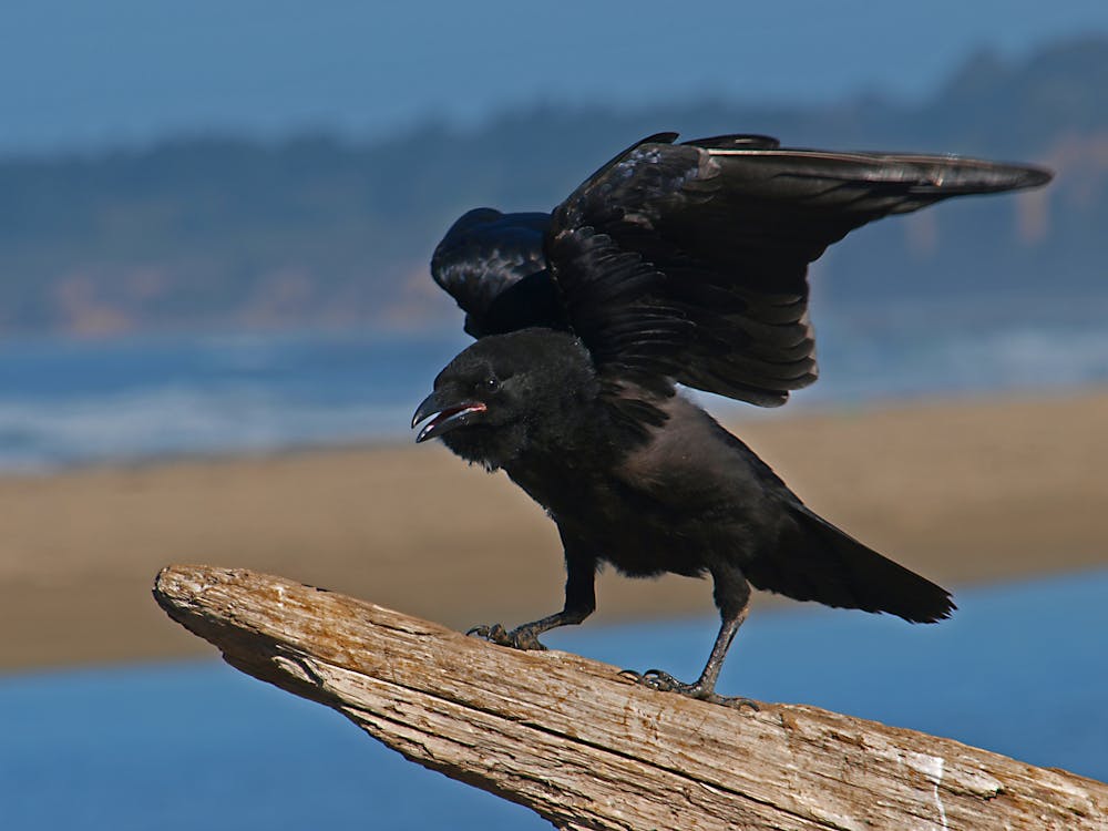 A picture of a crow flapping its wings
