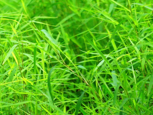 gratis Groene Grassen Stockfoto