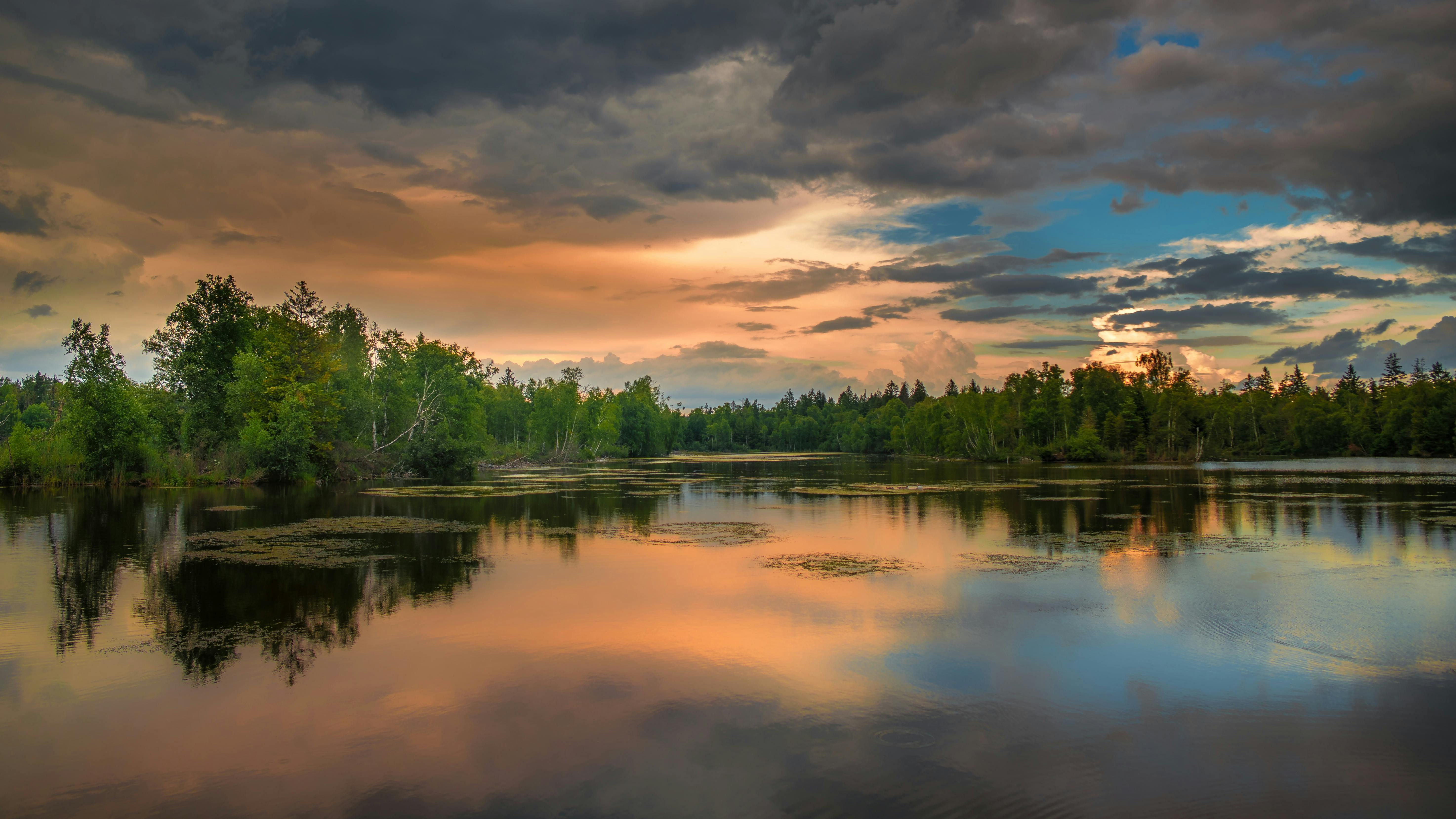 Field of Trees Near Body of Water · Free Stock Photo