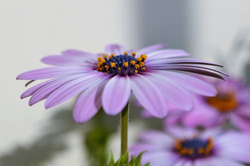 Пурпурный лепесток цветка