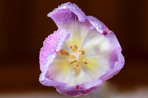 Purple and White Petaled Flower
