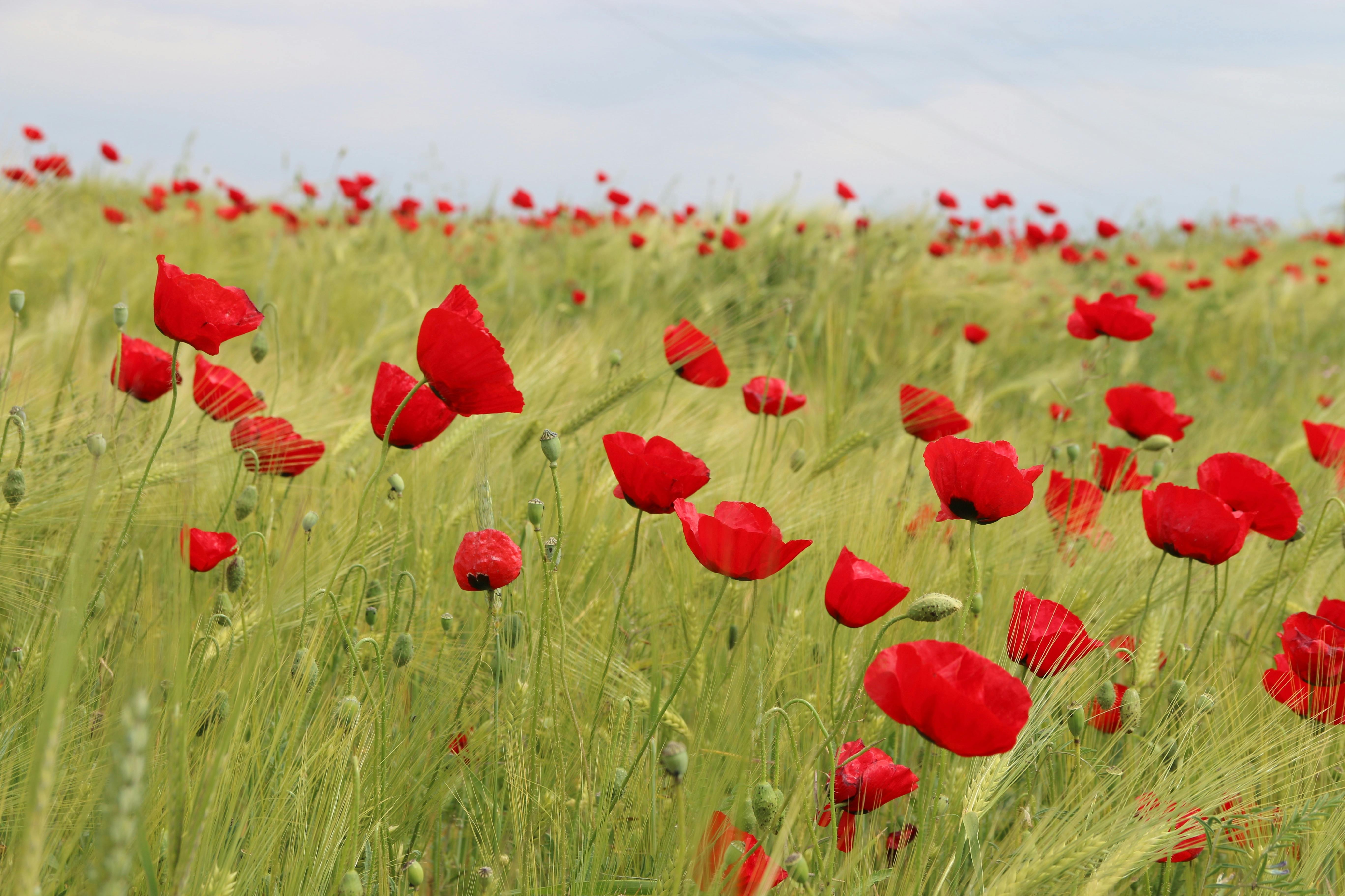 bed of red petaled flowers