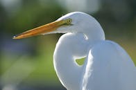 一只白鹭的详细特写，展现了它在自然环境中的羽毛和喙