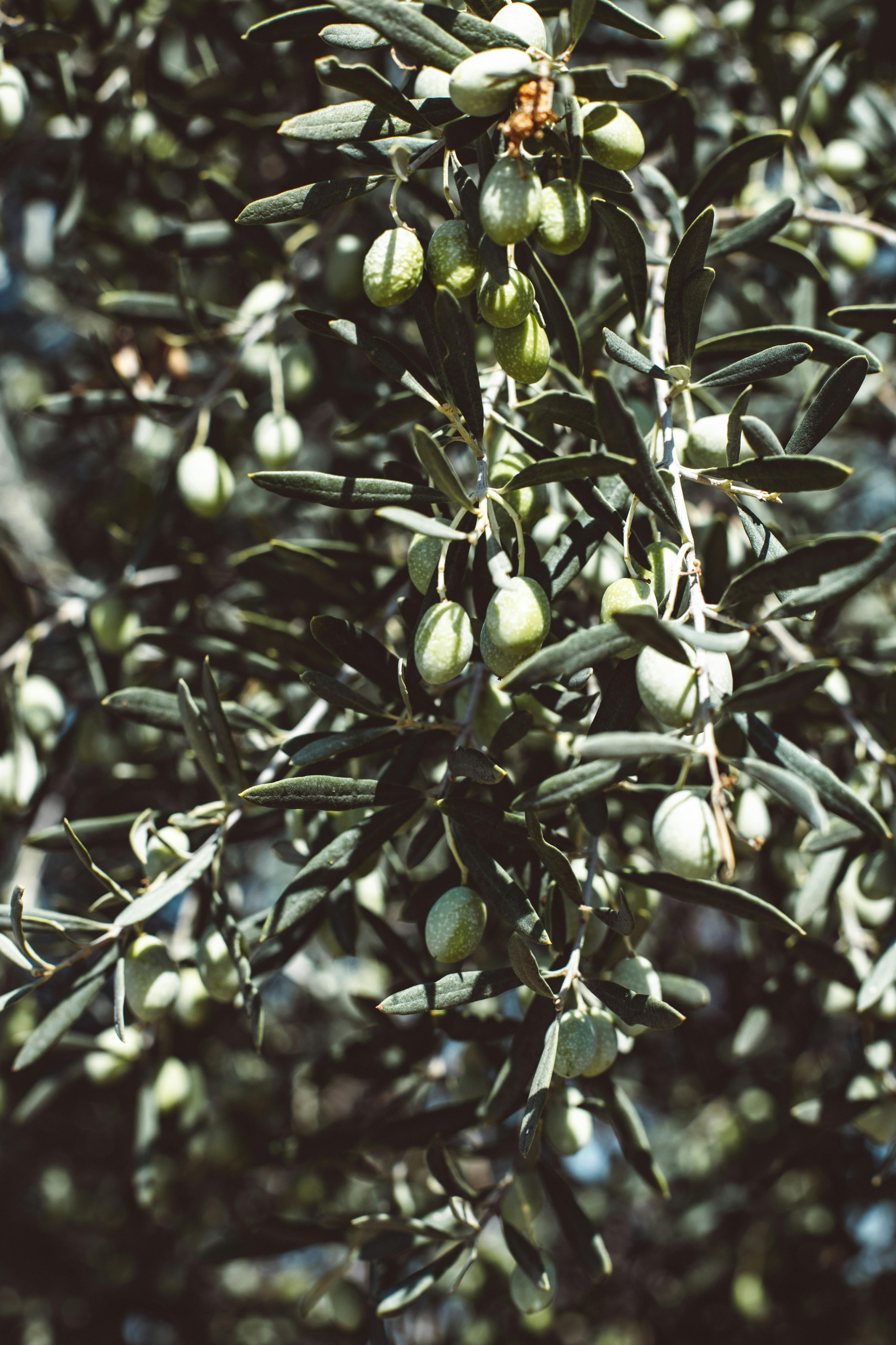 000 Best Olive Branch Photos 100 Free Download Pexels Stock Photos