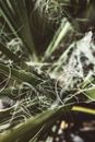 Green and White Plant