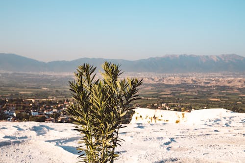 Free A Plant on a Cliff Overlooking a Scenic Landscape Stock Photo