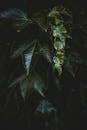 Dark green leaves of creeper plant
