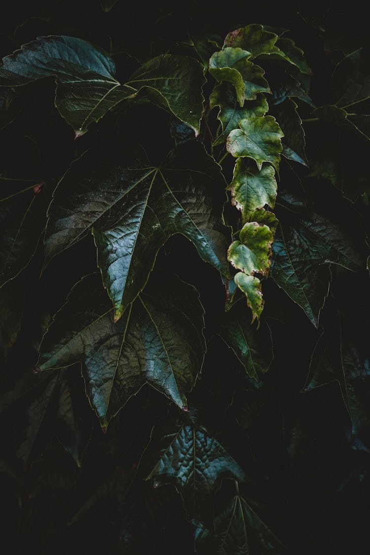 Dark Green Leaves Of Creeper Plant