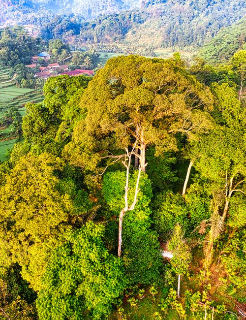 Ujung Kulon
