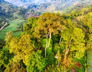 Ujung Kulon National Park: Tracking the Javan Rhino in the Archipelago's Last Primary Rainforest