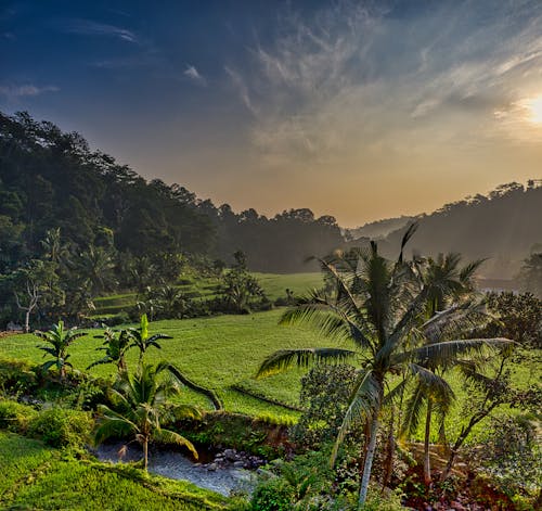 A Stream Near the Rice Paddies