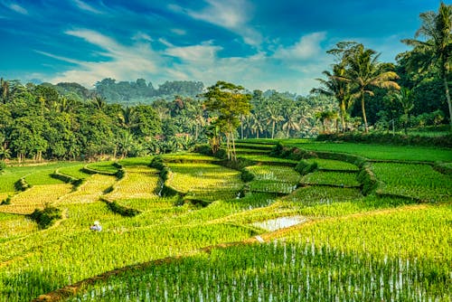 Rice Terraces Surrounded by Trees