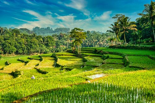 Free Vibrant rice terraces in Rumpin, Indonesia, showcasing lush greenery and scenic beauty. Stock Photo