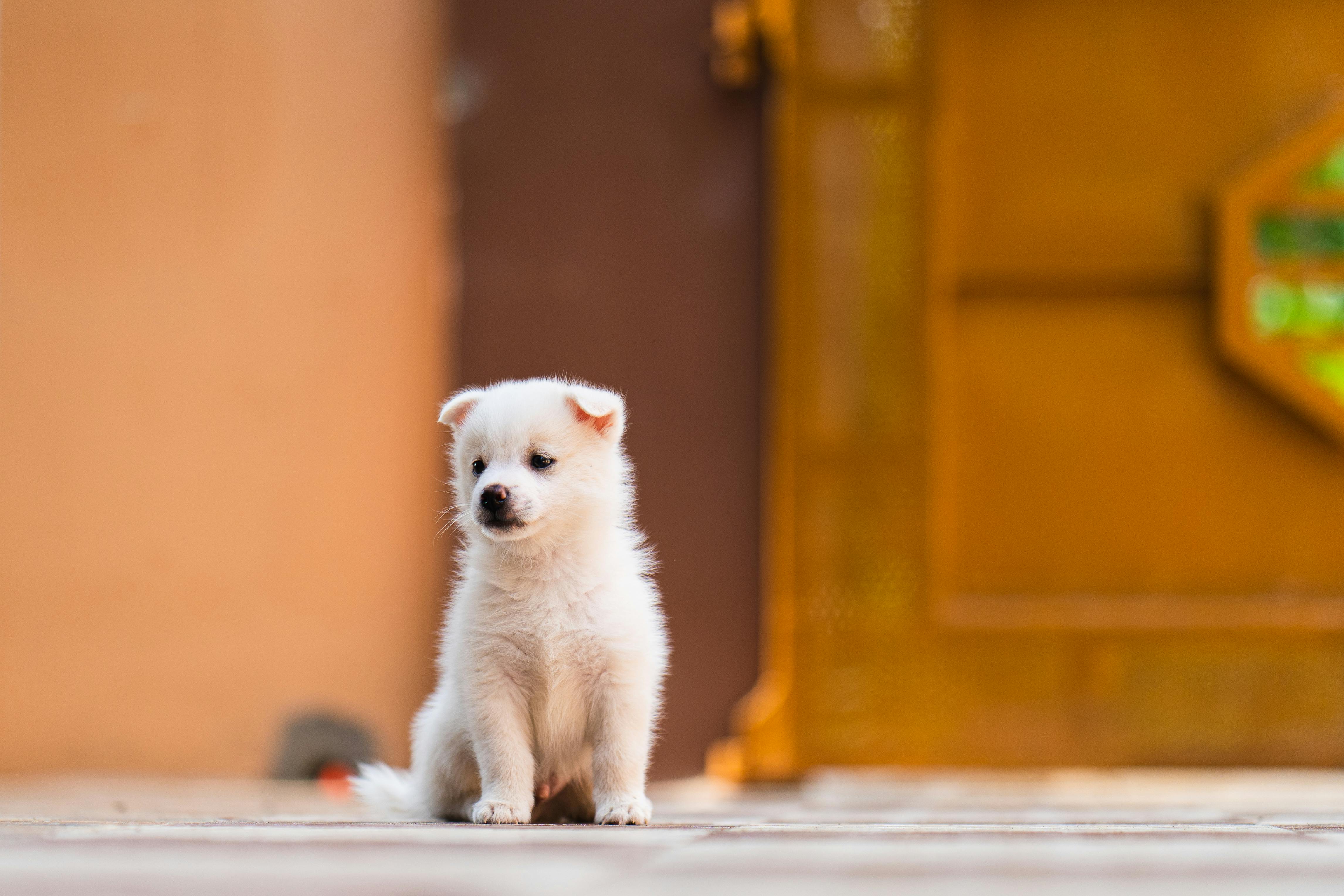 Pet care: Solving puppy tooth troubles and grooming gaffes — Photo by Arun Prasanth Gopalsamy on Pexels