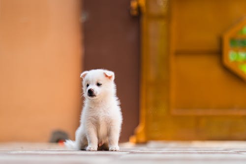 White Long Haired Dog on Gray Concrete Floor