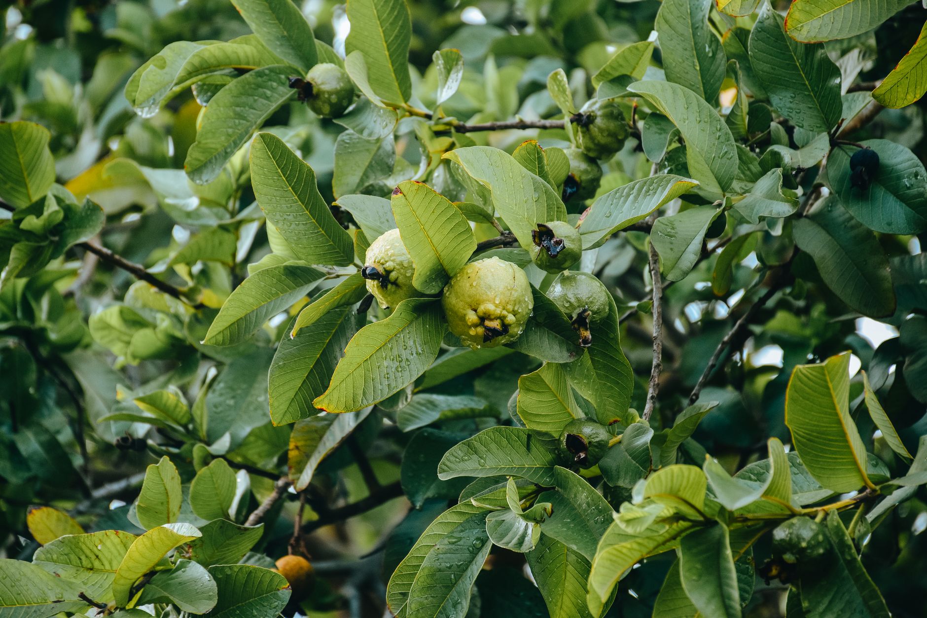 Kandungan Vitamin C dalam Jambu Biji Lebih Tinggi dari Jeruk