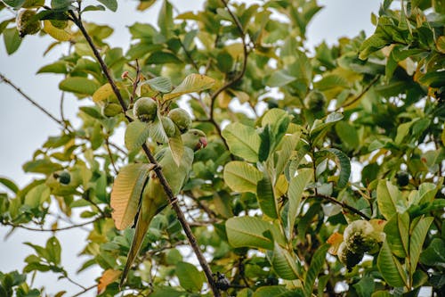 Green Guava Fruits on Tree