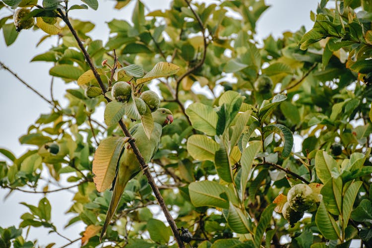 Green Guava Fruits On Tree