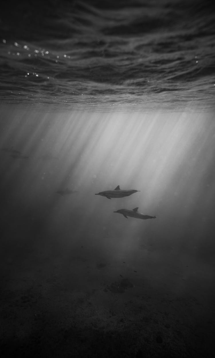 Dolphins Swimming Underwater Of Ocean On Sunny Day