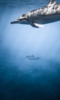 Group of adorable dolphins floating in depth of blue ocean on sunny day