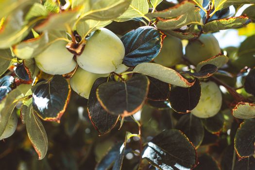 pale persimmon fruit